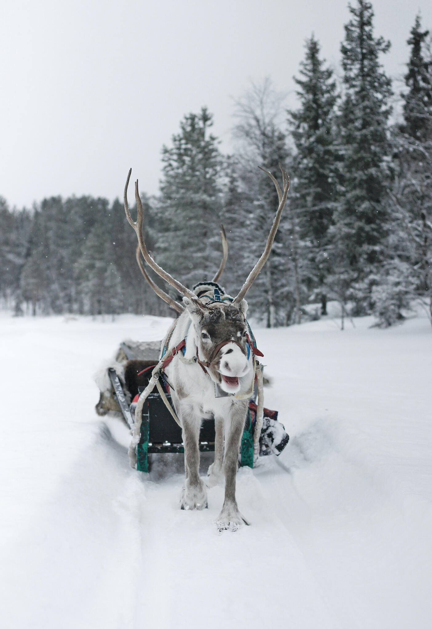 1 Hour Reindeer Safari & A Farm Visit – Call Of The Wilderness